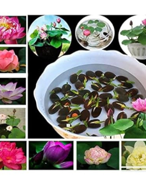 Water Lily Flower Seeds (Pack Of 20 Seeds)