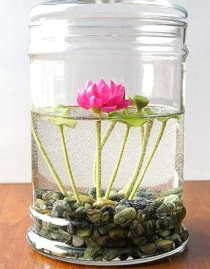 Water Lily Flower Seeds (Pack Of 20 Seeds)